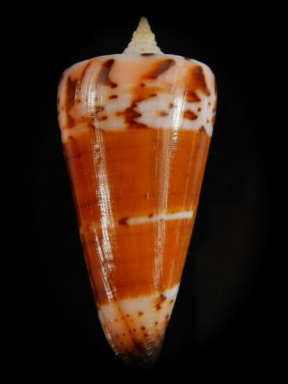 Strategoconus krabiensis 46.70 mm Gem-64923