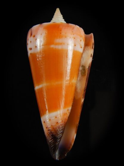 Strategoconus krabiensis 46.70 mm Gem-64927