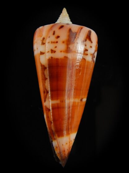 Strategoconus krabiensis 46.70 mm Gem-64924