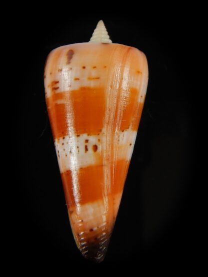 Strategoconus krabiensis 42.48 mm Gem-64893