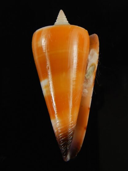Strategoconus krabiensis 42.48 mm Gem-64897