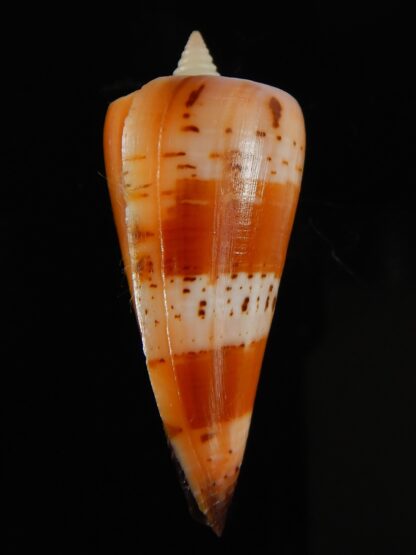 Strategoconus krabiensis 42.48 mm Gem-64894