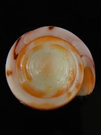 Strategoconus krabiensis 42.48 mm Gem-64896