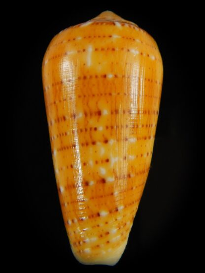 Pionoconus floccatus magdalenae 53.23 mm Gem-64873