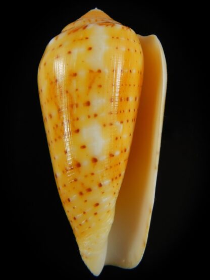 Pionoconus floccatus magdalenae 53.23 mm Gem-64877