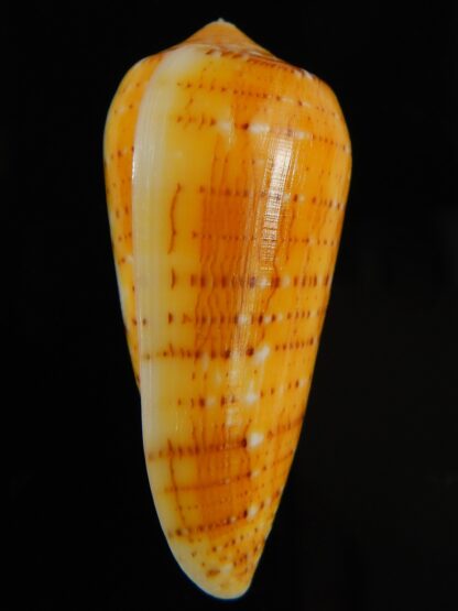 Pionoconus floccatus magdalenae 53.23 mm Gem-64874