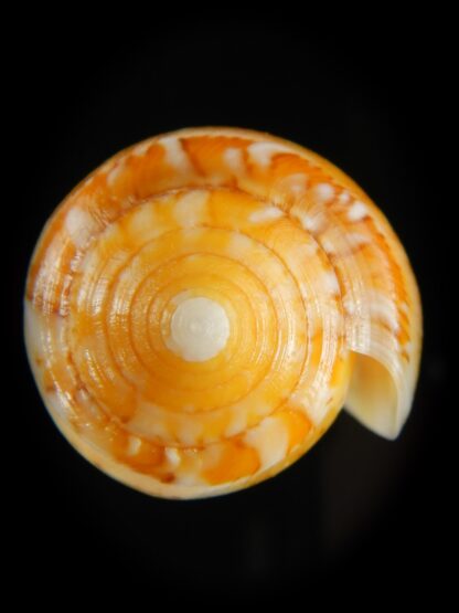 Pionoconus floccatus magdalenae 53.23 mm Gem-64876