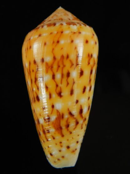 Pionoconus floccatus magdalenae 55.14 mm Gem-64883