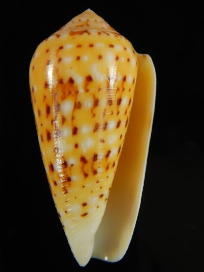 Pionoconus floccatus magdalenae 55.14 mm Gem-64885