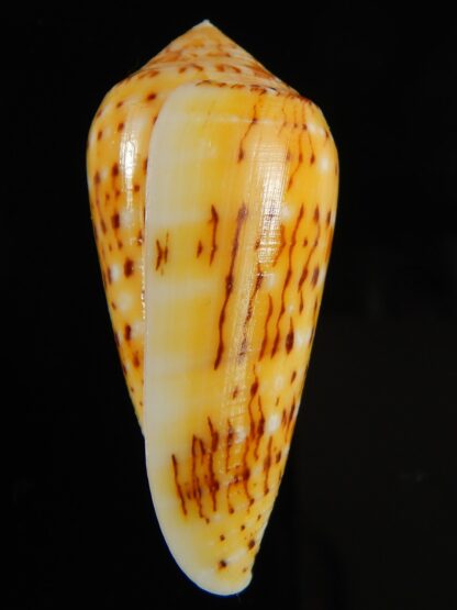 Pionoconus floccatus magdalenae 55.14 mm Gem-64884
