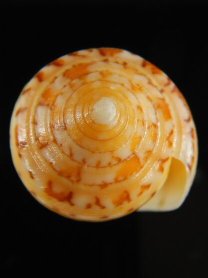 Pionoconus floccatus magdalenae 55.14 mm Gem-64887