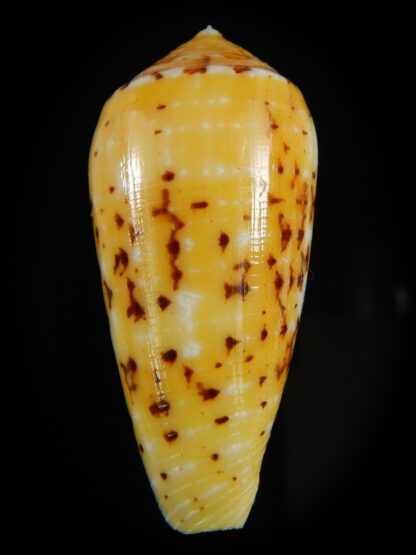 Pionoconus floccatus magdalenae 51.55 mm Gem-64863