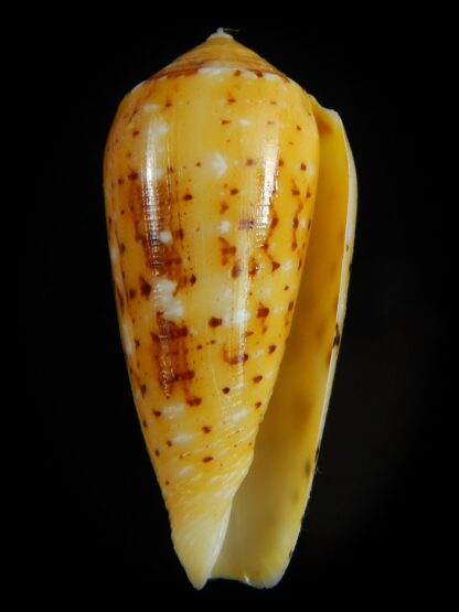 Pionoconus floccatus magdalenae 51.55 mm Gem-64866