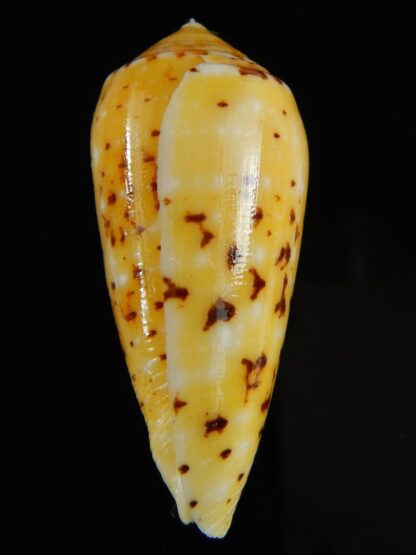 Pionoconus floccatus magdalenae 51.55 mm Gem-64867