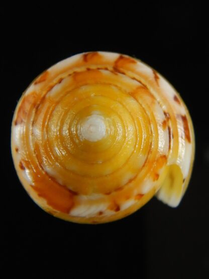 Pionoconus floccatus magdalenae 51.55 mm Gem-64865