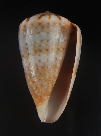 Floraconus aplustre 26.28 mm Gem (-)-64954