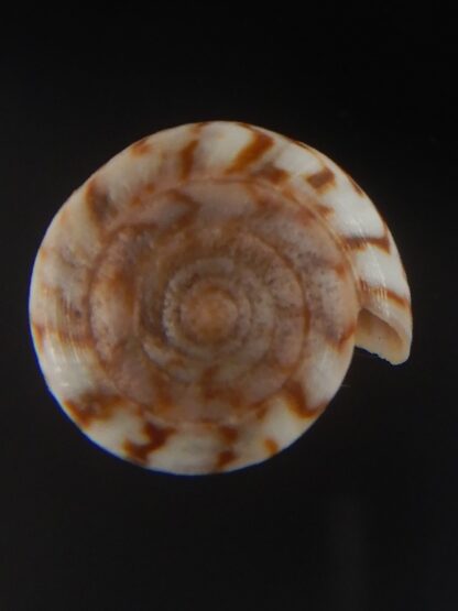 Floraconus aplustre 26.28 mm Gem (-)-64956
