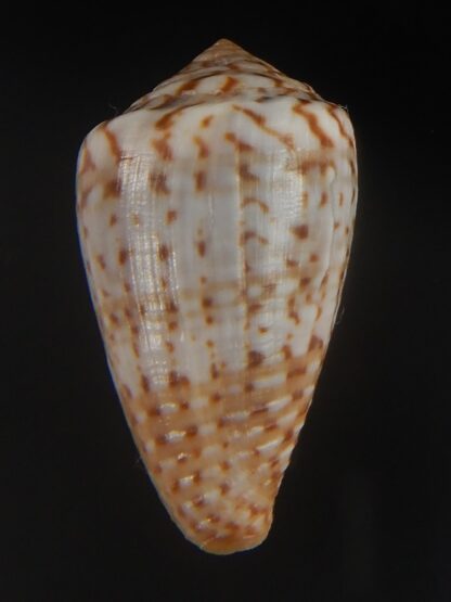 Floraconus aplustre 26.29 mm Gem (-)-64963