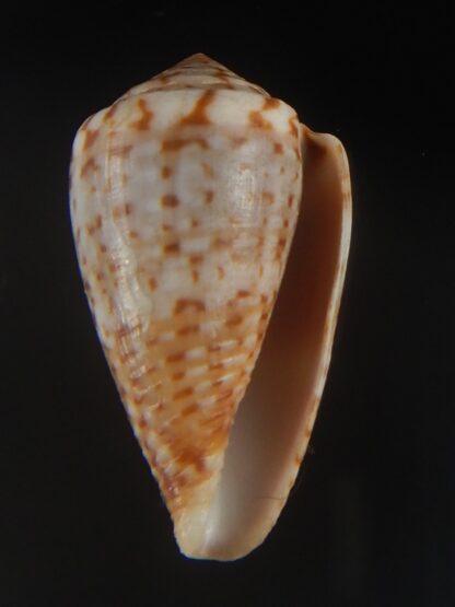 Floraconus aplustre 26.29 mm Gem (-)-64964