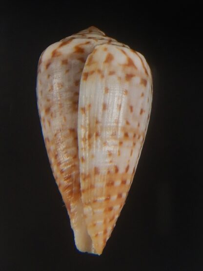 Floraconus aplustre 26.29 mm Gem (-)-64967