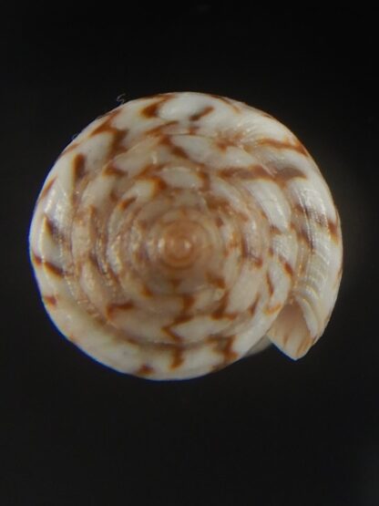 Floraconus aplustre 26.29 mm Gem (-)-64966