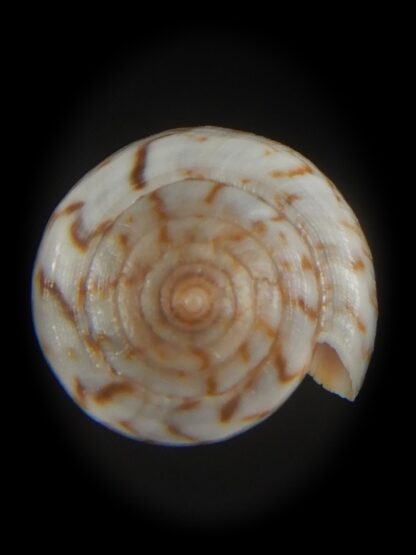 Floraconus aplustre 25.99 mm Gem-64946