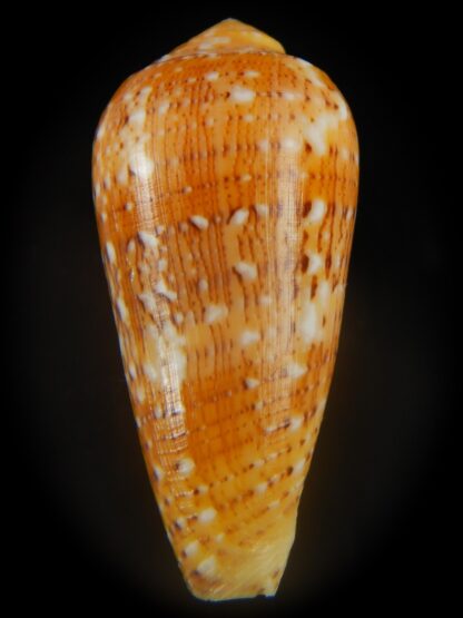 Pionoconus floccatus magdalenae 50.82 mm Gem-65023