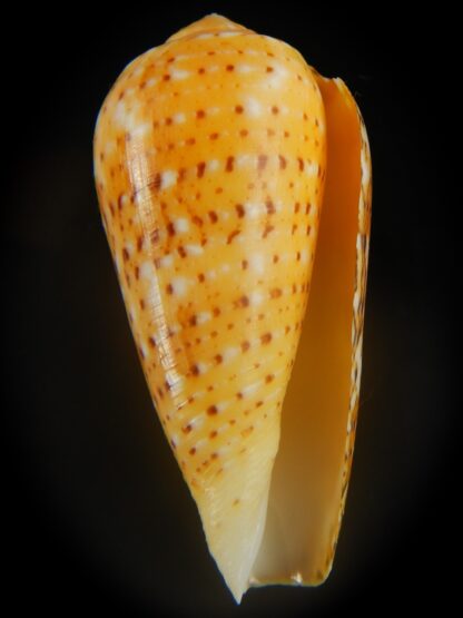 Pionoconus floccatus magdalenae 50.82 mm Gem-65024