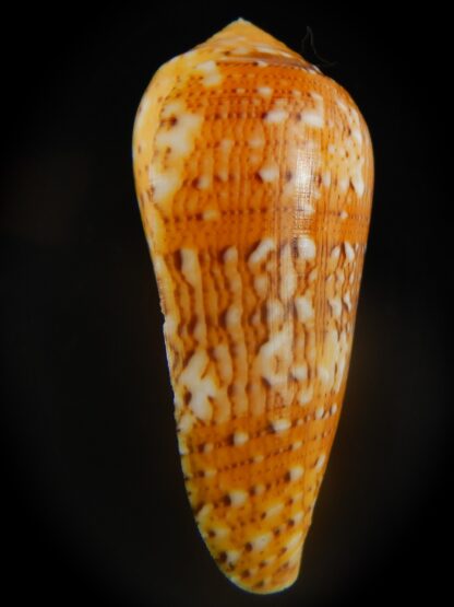 Pionoconus floccatus magdalenae 50.82 mm Gem-65027