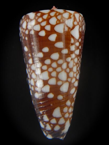 Eugeniconus nobilis gisellelieae 43.79 mm Gem -65013