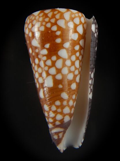 Eugeniconus nobilis gisellelieae 43.79 mm Gem -65014