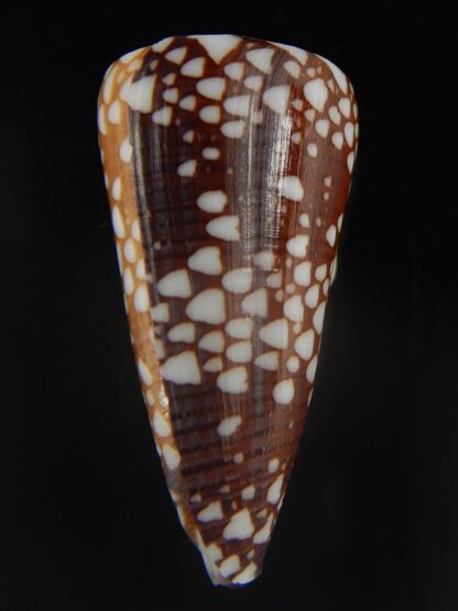 Eugeniconus nobilis gisellelieae 43.79 mm Gem -65015