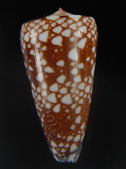 Eugeniconus nobilis gisellelieae 42.67 mm Gem-65004