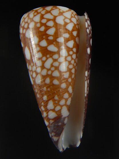 Eugeniconus nobilis gisellelieae 42.67 mm Gem-65003