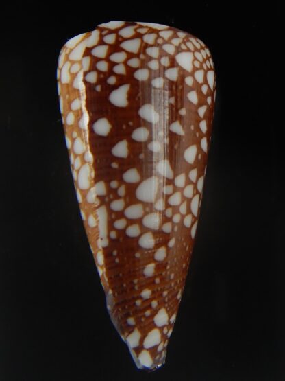 Eugeniconus nobilis gisellelieae 42.67 mm Gem-65005