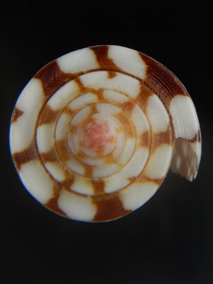 Eugeniconus nobilis gisellelieae 42.67 mm Gem-65006