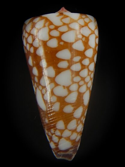 Eugeniconus nobilis gisellelieae 40.08 mm Gem-64993