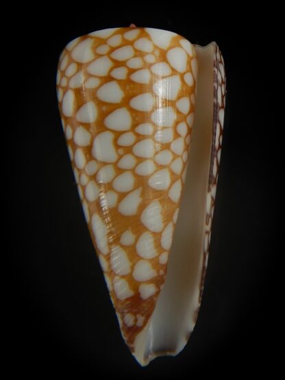 Eugeniconus nobilis gisellelieae 40.08 mm Gem-64994