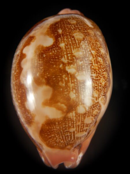 Leporicypraea mappa panerythra..DWARF ... 60.10 mm Gem-65066