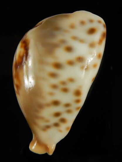 Barycypraea fultoni amorimi massieri 67.53 mm Gem-65109