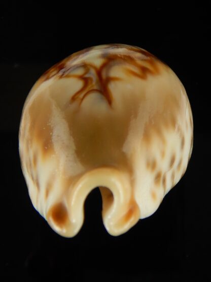 Barycypraea fultoni amorimi massieri 67.53 mm Gem-65108