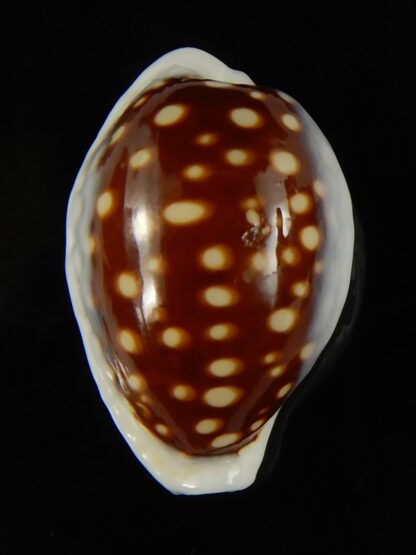 Cribrarula exmouthensis magnifica 29.88 mm F+++:Gem -65121