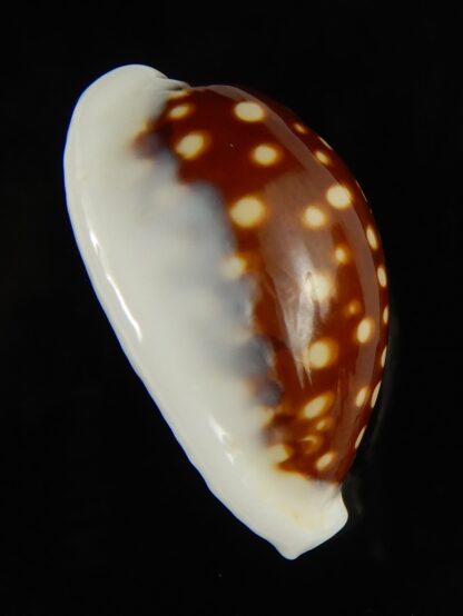 Cribrarula exmouthensis magnifica 29.88 mm F+++:Gem -65123