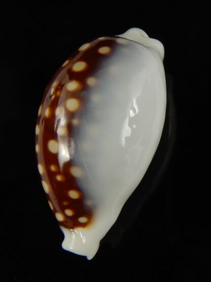 Cribrarula exmouthensis magnifica 29.88 mm F+++:Gem -65127