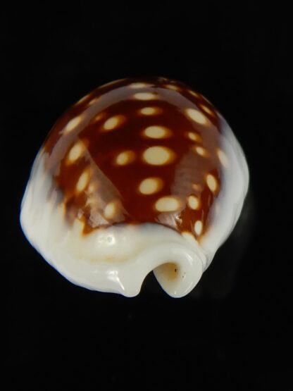 Cribrarula exmouthensis magnifica 29.88 mm F+++:Gem -65126