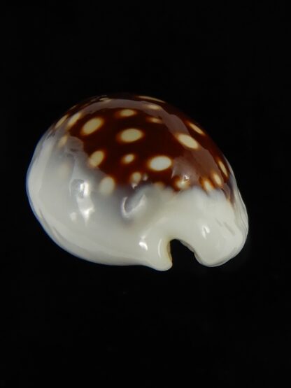 Cribrarula exmouthensis magnifica 29.88 mm F+++:Gem -65122