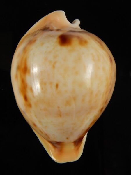 Nesiocypraea teramachii neocaledonica 52.43 mm Gem-65373
