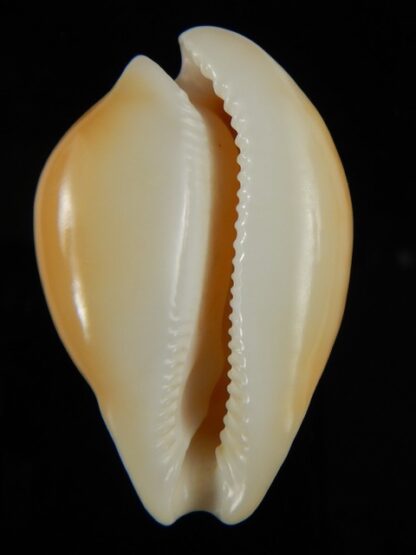Nesiocypraea teramachii neocaledonica 52.43 mm Gem-65375
