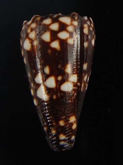 Conus bandanus nigrescens 31.59 mm Gem-65409