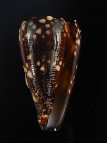 Conus bandanus nigrescens 31.59 mm Gem-65406